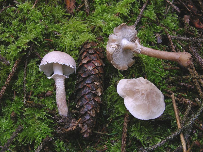 Cystoderma carcharias